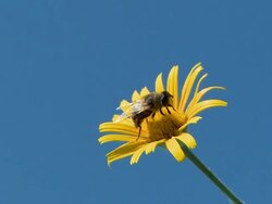 HD: Bee in spring Stock Footage