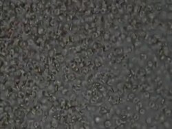 blood cells flying Stock Footage