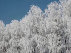 Winter Trees Stock Footage