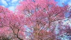 Spring Pink Cherry Blossom Trees Stock Footage