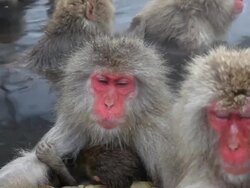 Japanese Macaques ( Macaca Fuscata ) monkeys, Jigokudani nature reserve, Chubu, Japan, Asia Stock Footage