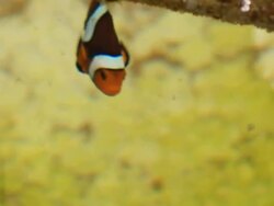 nemo fish Stock Footage