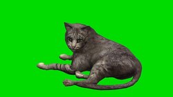 Cat Green Screen (Loopable) Stock Footage