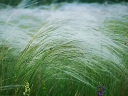 Feather Grass Stock Footage