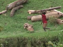 Children carrying timber and pile of timber Stock Footage