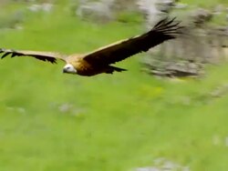 CU TS Shot of Griffon Vulture (Gyps fulvus) gliding over forest / Gamla, Golan Heights, Israel Stock Footage
