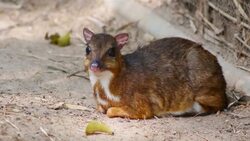 Lesser Mouse Deer (Tragulus javanicus) Stock Footage