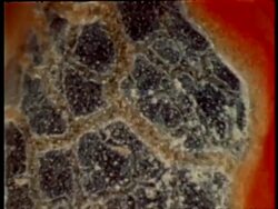 CU blood flow along vessels of chick embryo Stock Footage