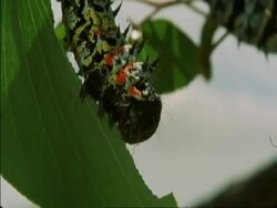 CU Caterpillar hanging from branch eating leaf, Botswana, Africa Stock Footage
