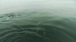 A pod of dolphins surface, then dive. Stock Footage