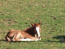 HD: Foal and his mother Stock Footage