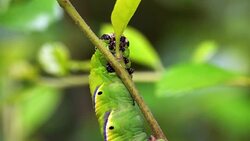 Caterpillar Close Up Stock Footage