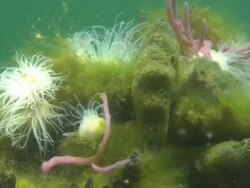 Jellyfish Lake, Anemone Palau, South Pacific  Stock Footage