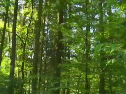 Forest in the Sunlight Tracking Shot Stock Footage