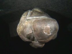 Devonian Trilobite (Phacops rana) fossil from Morocco Stock Footage