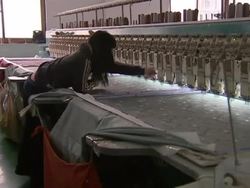 Textile workers in large textile factory News Clip