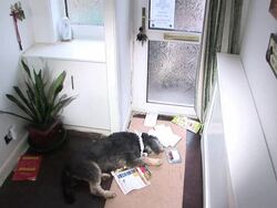 Mable The Narcoleptic Dog Stock Footage