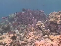 School of Humpback Red Snappers (Lutjanus gibbus) swimming over coral reef, Vaavu Atoll, The Maldives Stock Footage