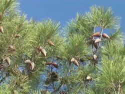 HD: Pine tree Stock Footage