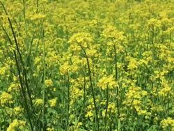 CU Shot of Broccolini / Gongendo, Saitama Prefecture, Japan  Stock Footage