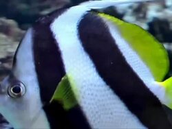 Angelfish Stock Footage