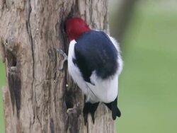 CU Shot of male red-headed woodpecker (Melanerpes erythrocephalus) searches for seeds in hole in wood / Valparaiso, Indiana, United States Stock Footage
