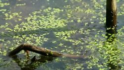 Dead cattails in a pond Stock Footage