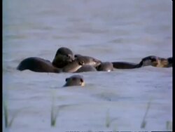 MCU Group of otters play-fighting in water, India Stock Footage