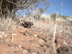 Gila Monster walking Stock Footage