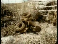 MS track forward to Rattlesnake, coiled up position, strikes to camera, USA Stock Footage