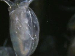 Endoscope view of Daphnia. Sony PMW-EX3 Full HD video camera with endoscope, horizontal field of view is 3mm and slow motion at 60 fps. Stock Footage