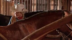 DS Cowgirl brushing her horse in the stall Stock Footage