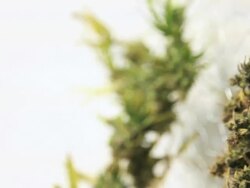 Marijuana, weed, buds, cannabis, plant, pot Stock Footage