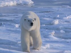 TS Polar bear walking along an icy surface and sniffing the air / Churchill, Manitoba, Canada Stock Footage