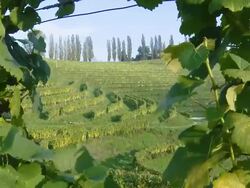 HD: Vineyard Region Stock Footage