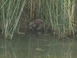 River rat 9 - HD 1080/60i Stock Footage