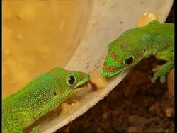 CU Two green lizards share a morsel of food Stock Footage