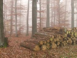 MS View of timbers at autumnal forest with fog / Saarburg, Rhineland-Palatinate, Germany Stock Footage