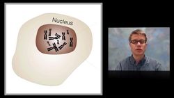What are Chromosomes? Instructional Video