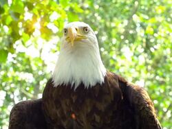 Majestic Bald Eagle Stock Footage