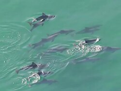 WS AERIAL TS View of dolphins / Adelaide, South Australia, Australia Stock Footage