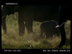 MCU baby African Elephant (Loxodonta africana) baby amidst herd, swinging his trunk playfully Stock Footage