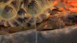 Two-headed tortoise with six legs, two hearts, one tail News Clip