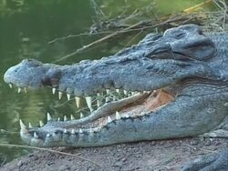 crocodile Stock Footage
