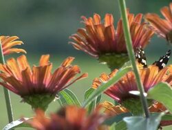 Yellow Flower and butterfly Stock Footage