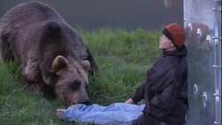A photographer in a protective cube watches a grizzly bear investigate a dummy. Stock Footage