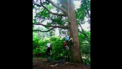 Richard Preston: The mysterious lives of giant trees Instructional Video