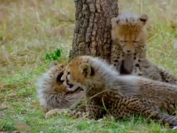 CU Three baby cheetahs laying by tree / Masai Mara, Kenya Stock Footage