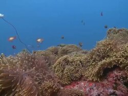 Scalefin Anthias (Pseudanthias squamipinnis) and Butterflyfish swimming over large colony of Magnificent (Sea Anemone Heteractis magnifica) with several Blackfooted Anemonefish (Amphiprion nigripes), Baa Atoll, The Maldives Stock Footage