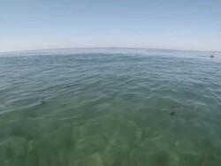 WS POV LA Shot of sharks and diver at la jolla beach / San Diego, California, United States Stock Footage